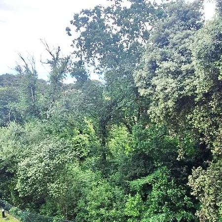 El Jilguero De Apartamento Pechón